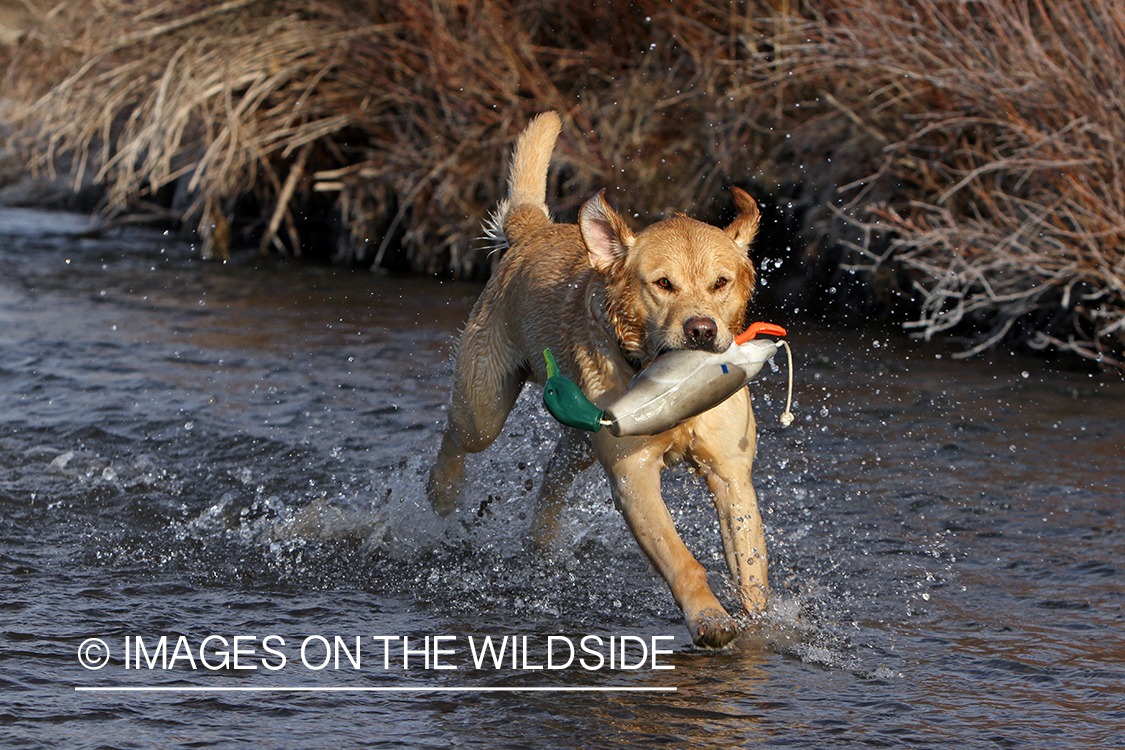 Yellow Labrador Retriever training with duck decoy. 