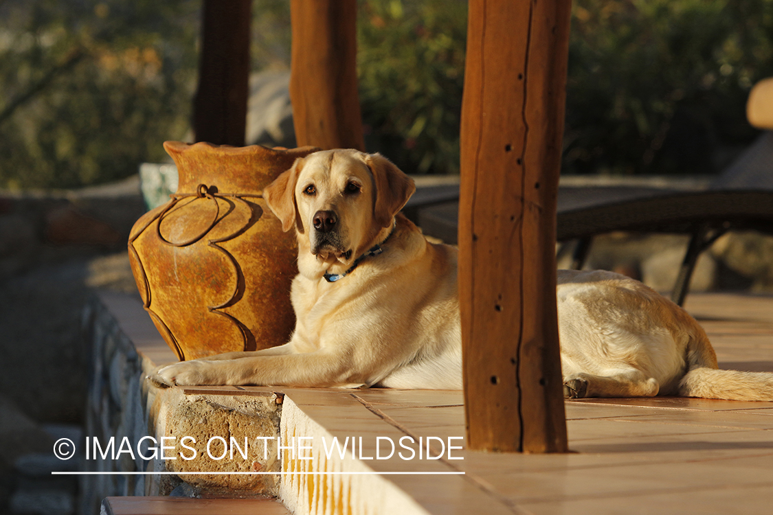 Yellow lab on deck.