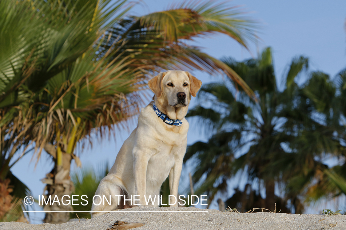 Yellow lab sitting on sand looking out.