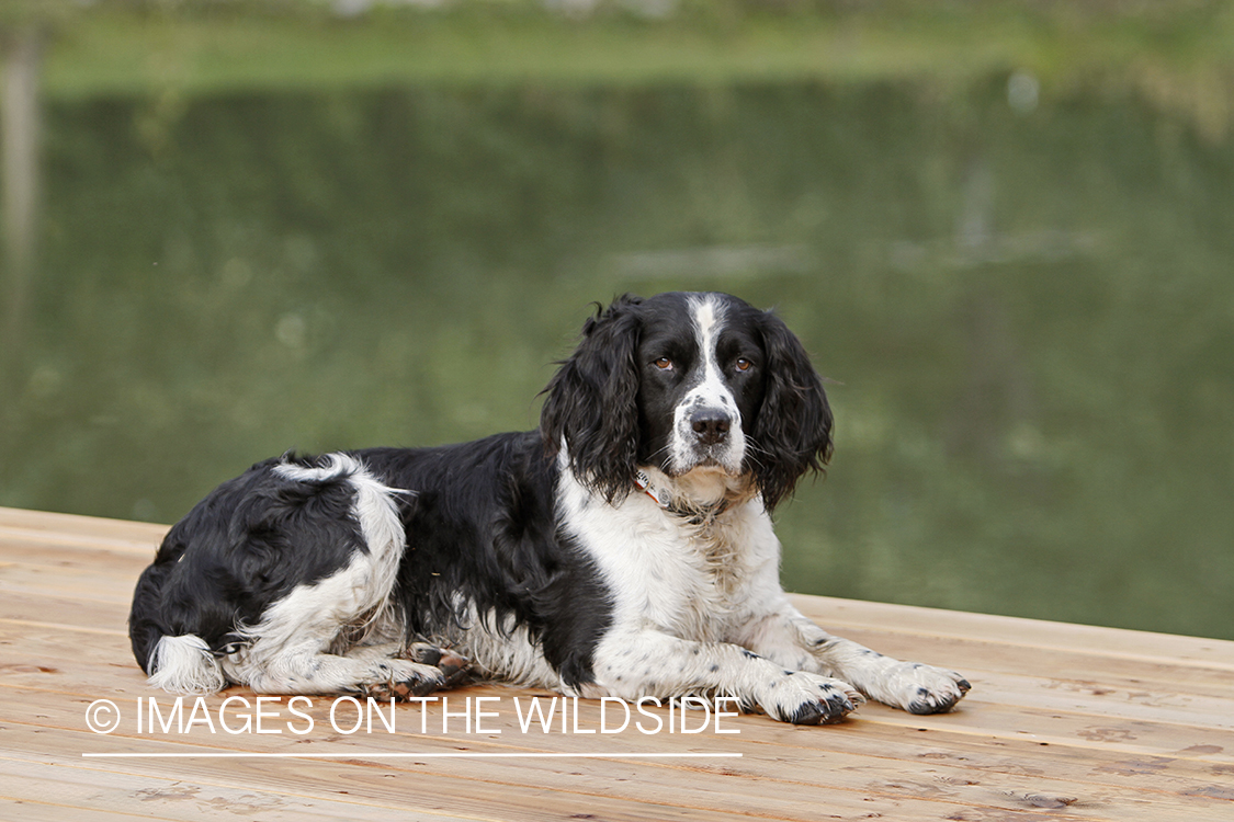 English Springer Spaniel