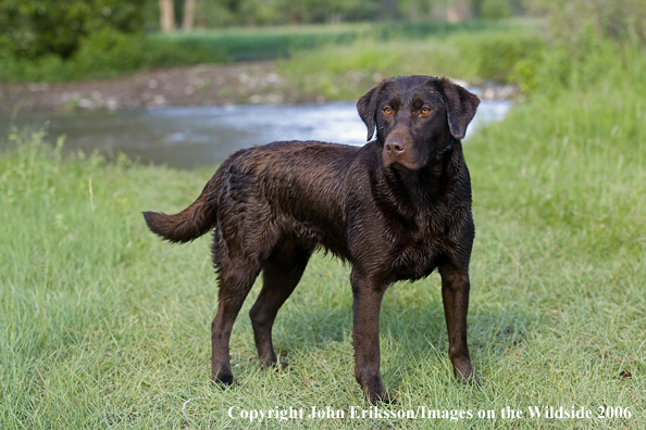 Chocolate Labrador Retriever