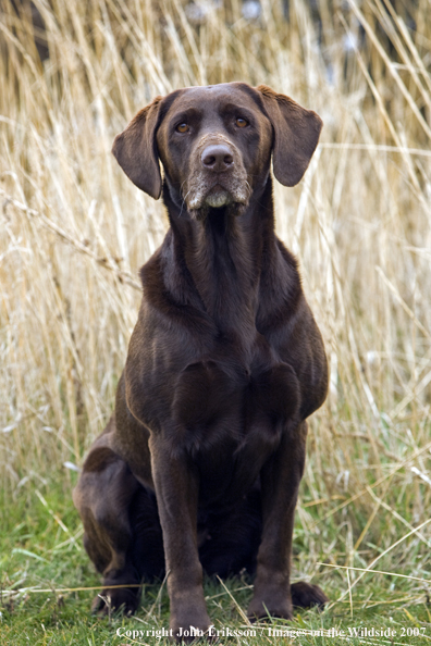 Chocolate Labrador Retriever in field