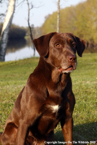 Chocolate Labrador Retriever in field