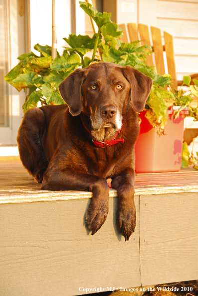 Chocolate Labrador Retriever