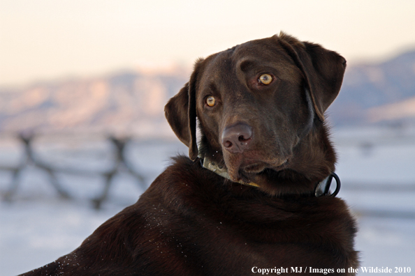 Chocolate Labrador Retriever