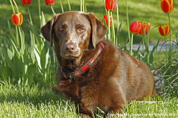 Chocolate Labrador Retriever.