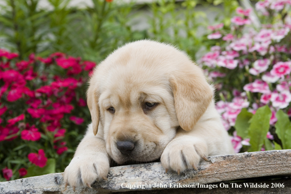 Yellow Labrador Retriever puppy.