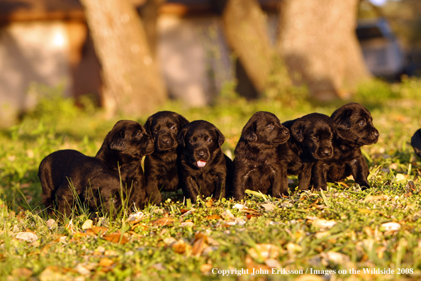 Black Labrador Retriever pups