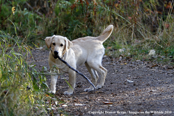 Yellow Labrador Retriever puppy