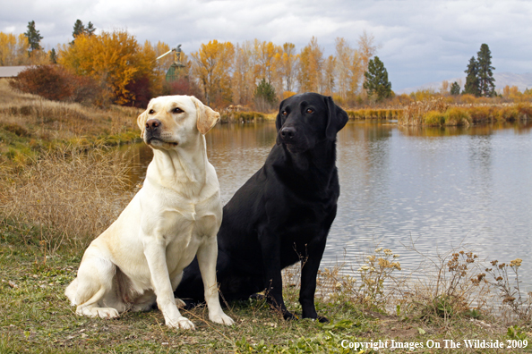 Yellow and Black Labrador Retrievers