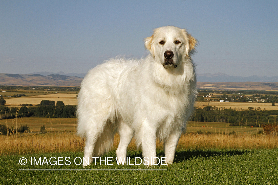 Great Pyrenees