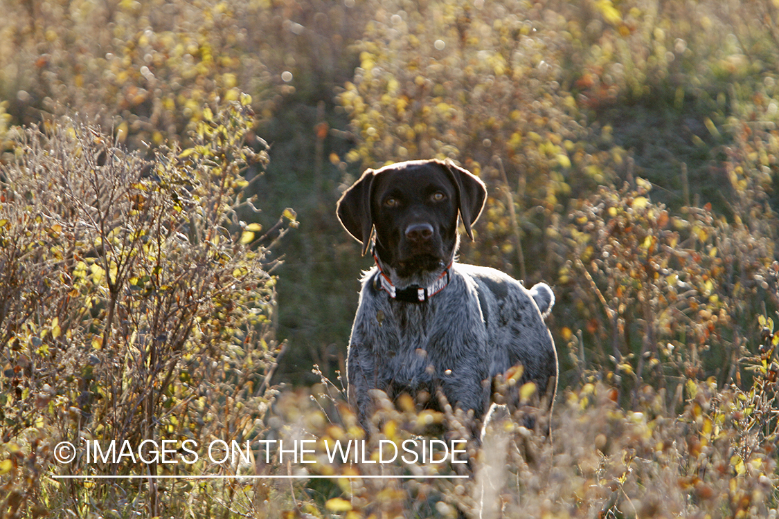 Griffon Pointer in field.