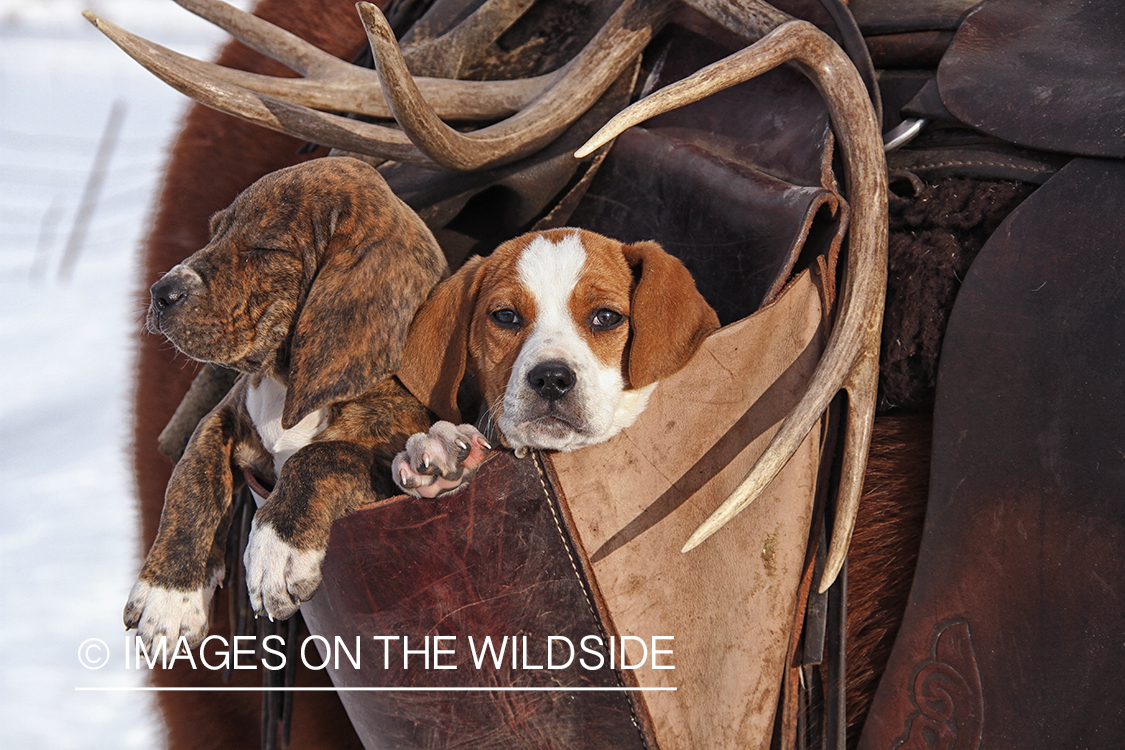 Treeing Walker Hound Puppies in saddle bag.