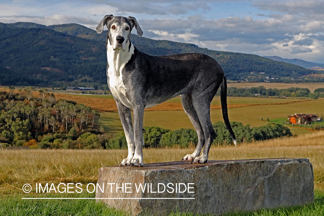 Great Dane on rock.