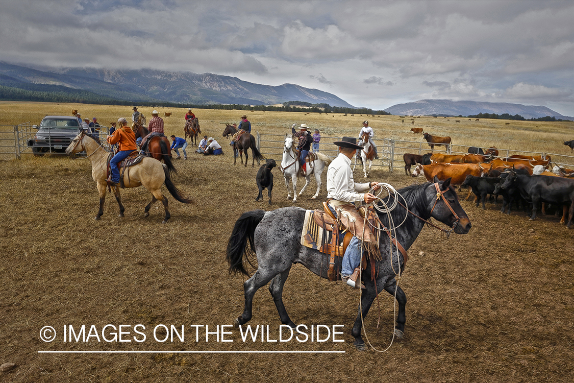 Coyboys and cowgirls herding cattle to be branded.