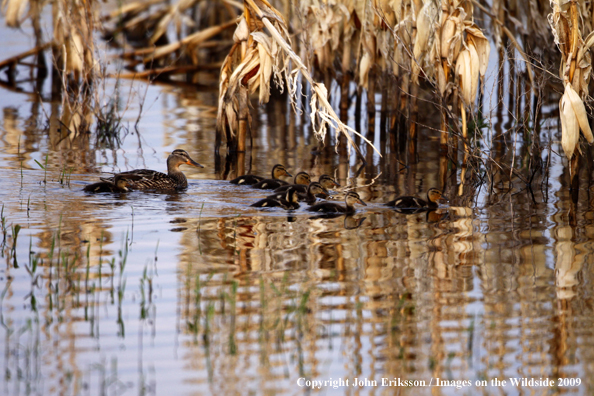 Duck family on water in wetlands