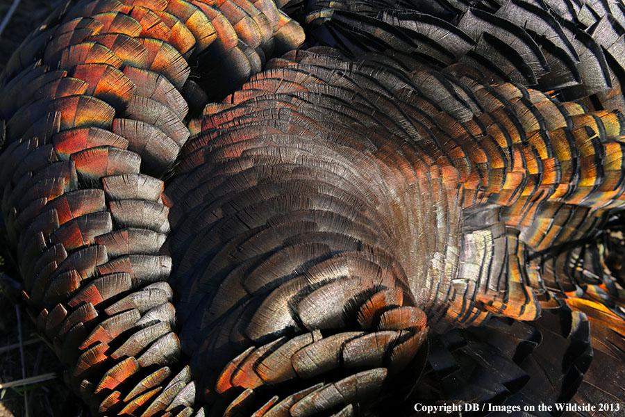 Merriam Turkey feathers.