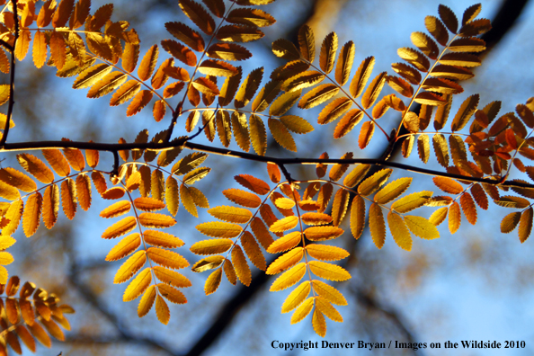 Autumn Vegetation