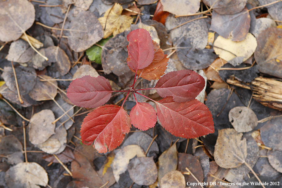 Fall vegetation on ground.