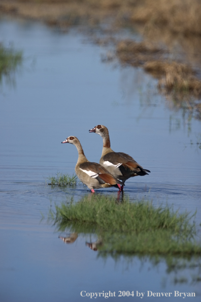 Egyptian geese.  Africa. 