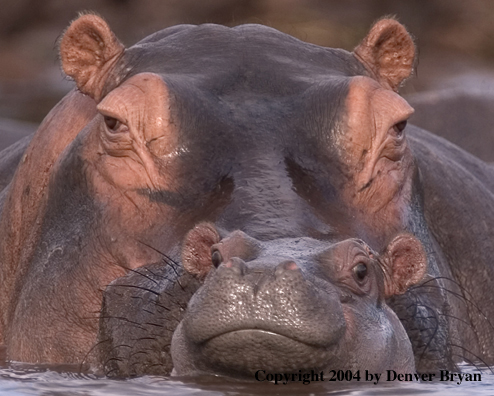 Hippo young with mother.