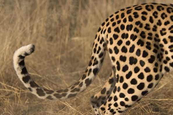 Close-up of leopard spots