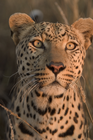 Leopard (portrait). Africa