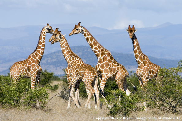 African Reticulated Giraffes.