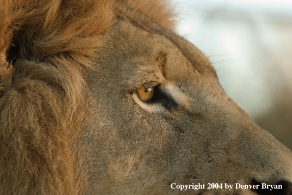 Male African lion in habitat (closeup). Africa