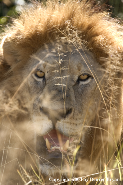 Male African lion in the bush.