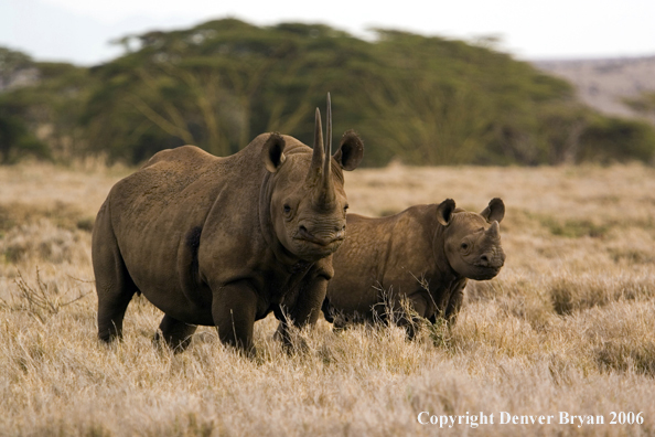 Black rhino in Africa.