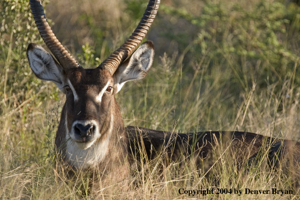 Common Waterbuck bedded down.