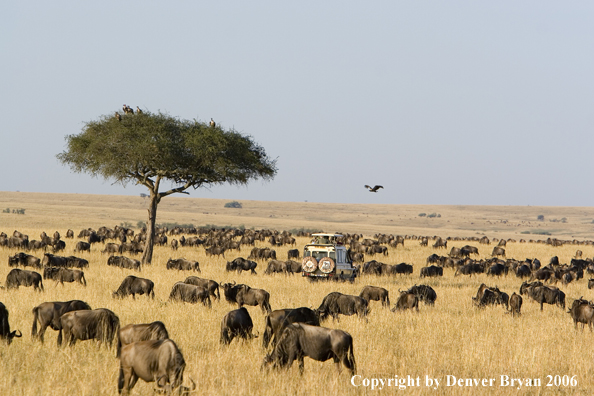 Wildebeast Migration Africa