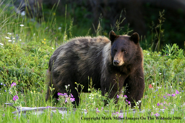 Black bear in habitat.