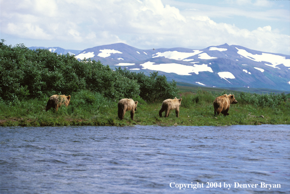 Brown Bear family walking along river