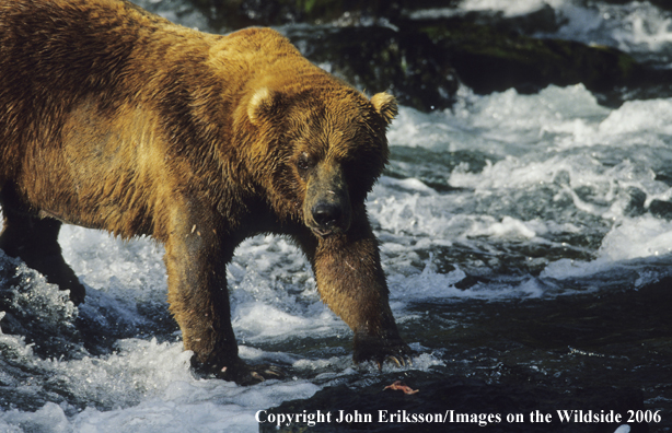 Brown bear in habitat. 