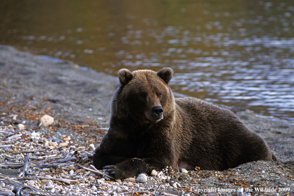 Brown Bear in habitat