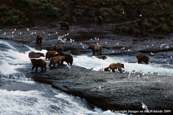 Brown Bears in habitat