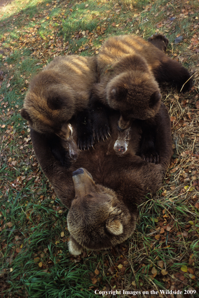 Brown Bear nursing cubs