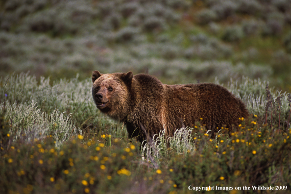 Grizzly bear in habitat