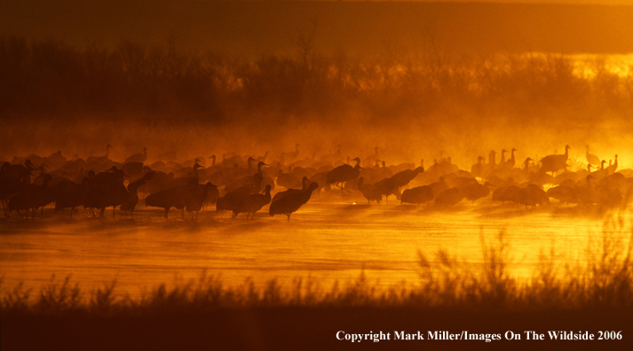 Sandhill cranes in habitat.