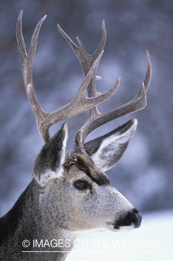 Mule deer in winter.