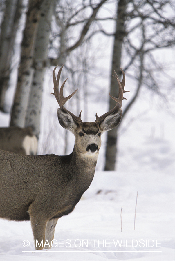 Mule deer in winter.