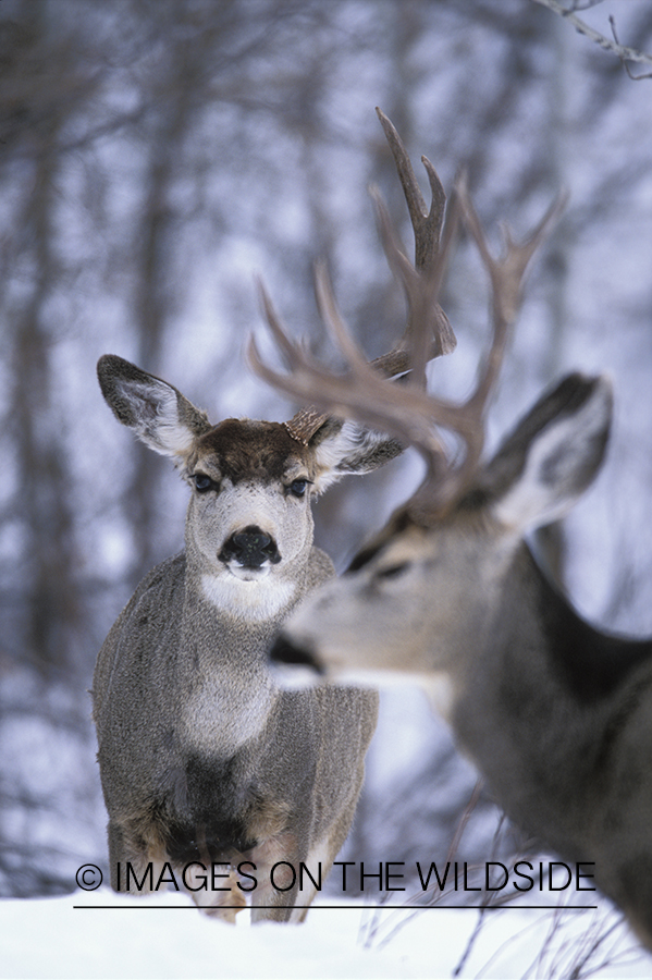 Mule deer bucks in winter.