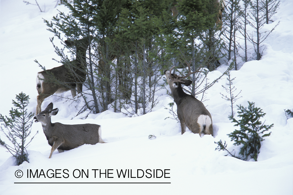 Mule deer buck and does in snow.