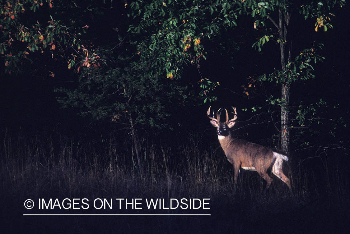 Whitetailed deer in habitat.