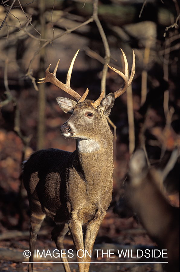 Whitetail deer in habitat.