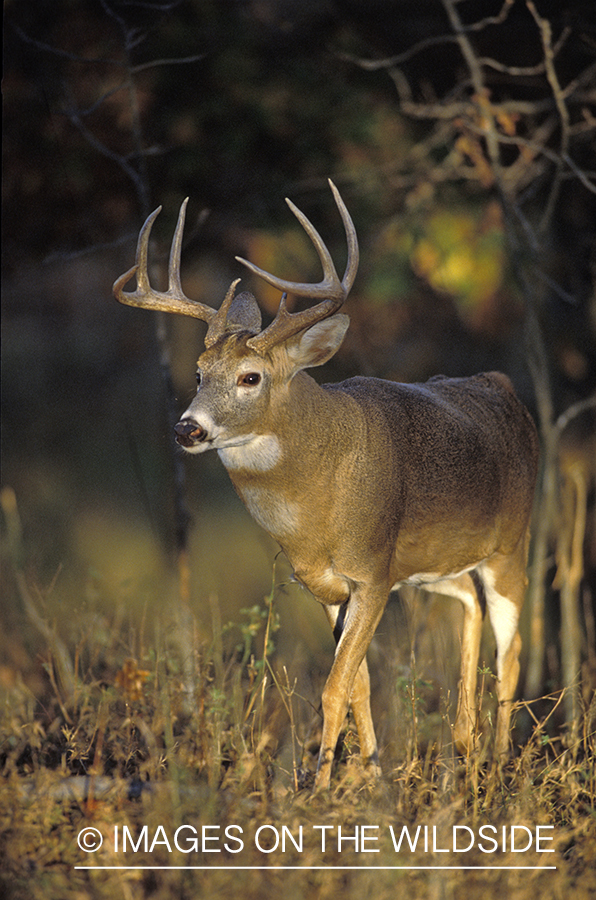 Whitetail deer in habitat.