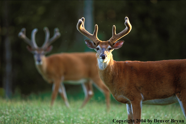 Whitetailed deer in velvet.