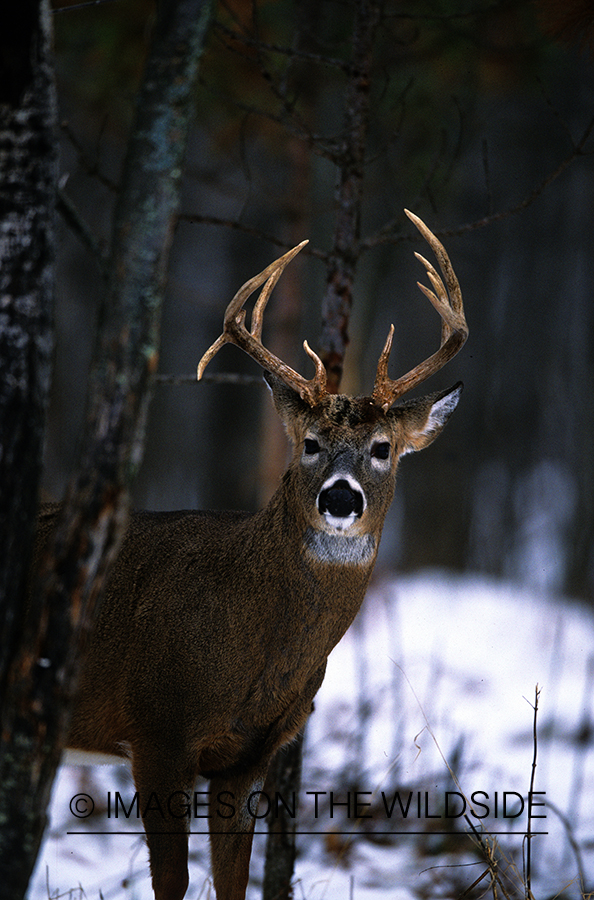 White-tailed deer in habitat